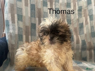 Teddy Bear dogs Thomas - Ad 39