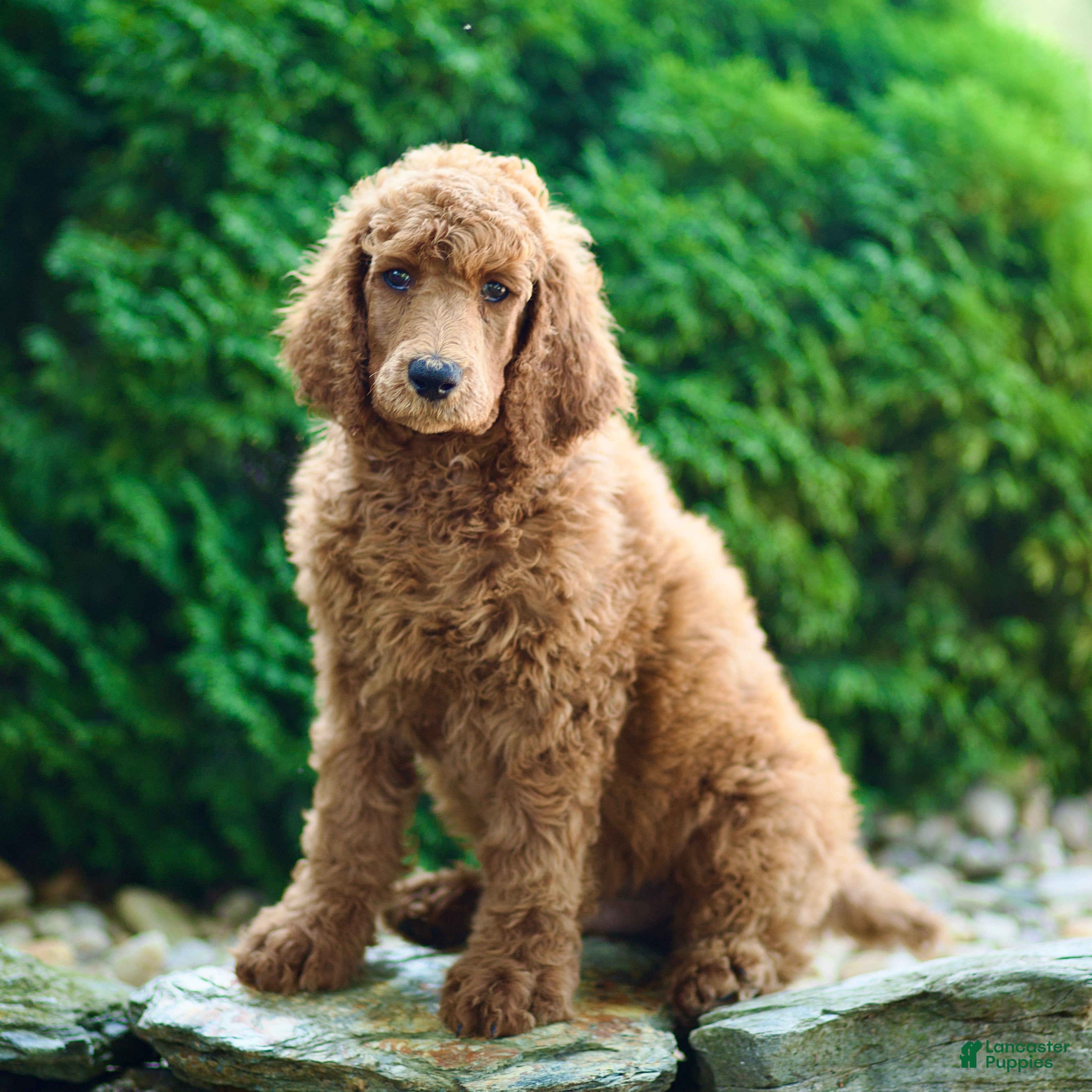 Standard Poodle dogs Major - Ad 2