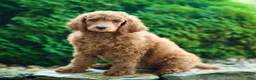 Standard Poodle dogs for sale: Major - Ad 3