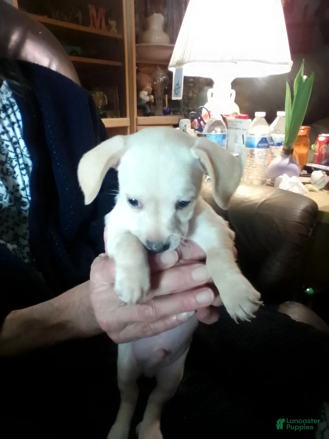 Chiweenie dogs for sale: Chiweenie Puppy 1 - Ad 2