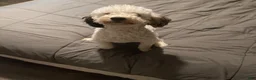 Shihpoo dogs for sale: Shih Tzu Puppy 2 - Ad 2