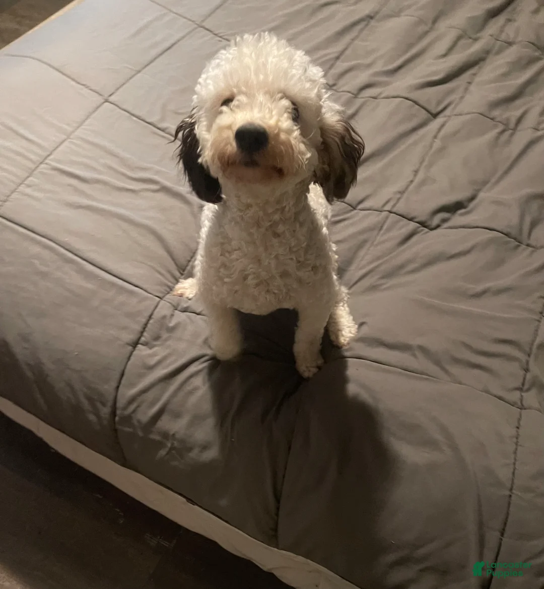 Shihpoo dogs for sale: Shih Tzu Puppy 2 - Ad 2