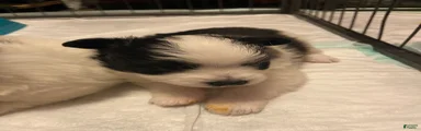 Pomeranian 1