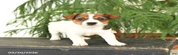 Jack Russell Terrier dogs for sale: Jewel - Ad 3