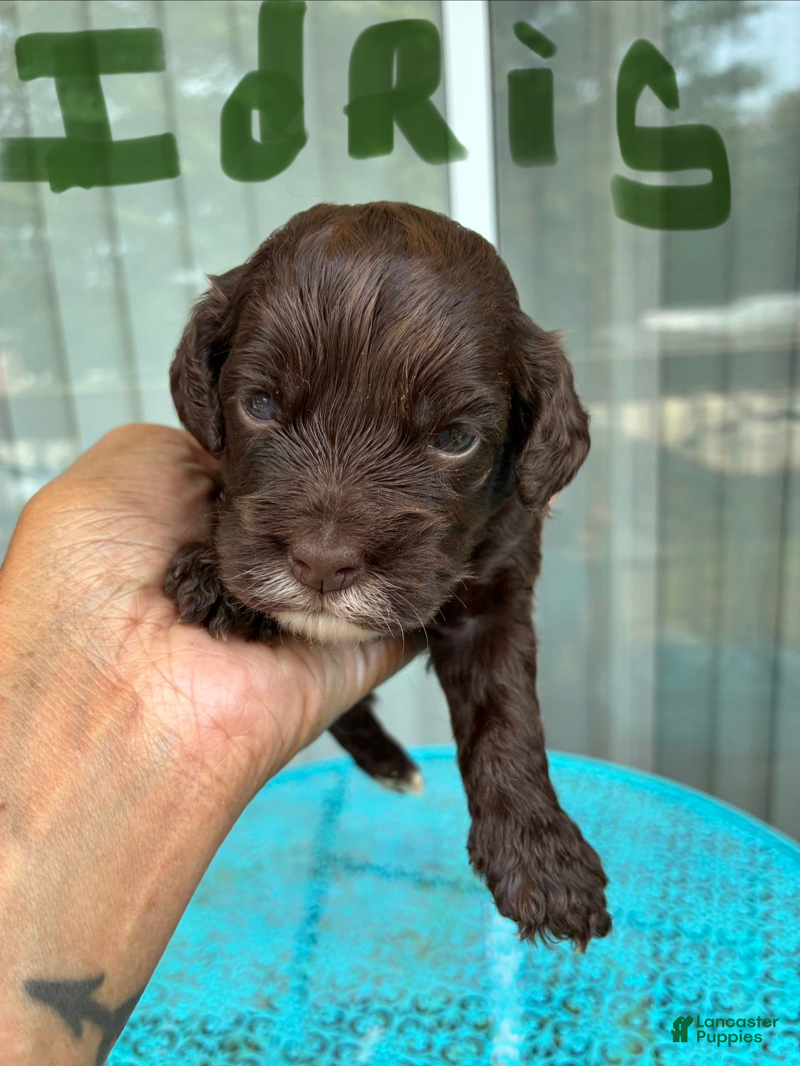 Cockapoo dogs for sale:  8. Idris - Ad 3