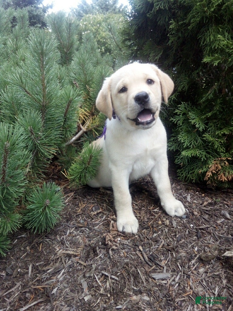 Labrador Retriever dogs Tiffany - Ad 1