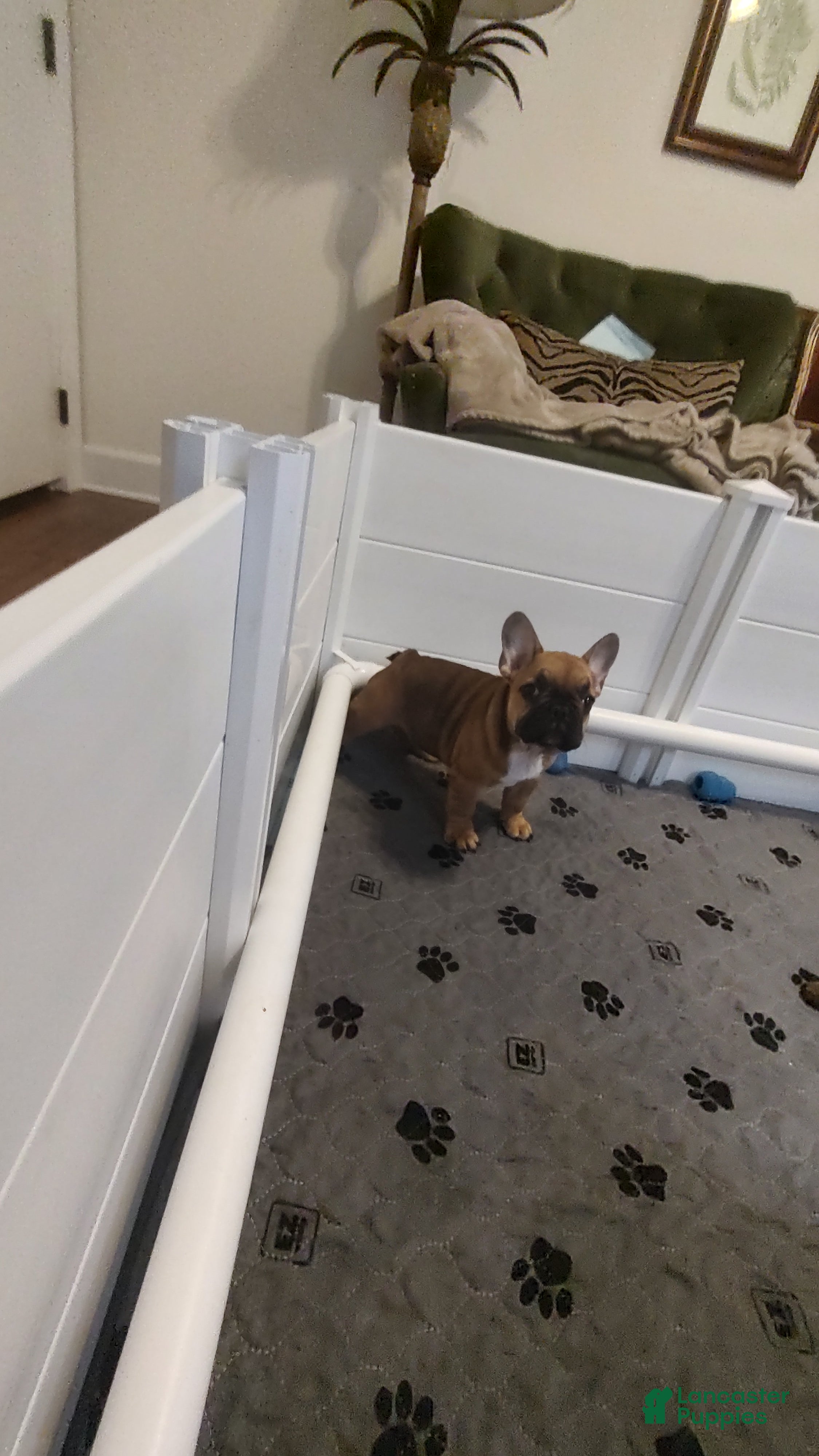 French Bulldog dogs French Bulldog 1Tyson - Ad 2