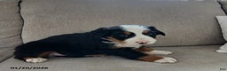 Bernese Mountain Dog dogs for sale: Grant - Ad 2