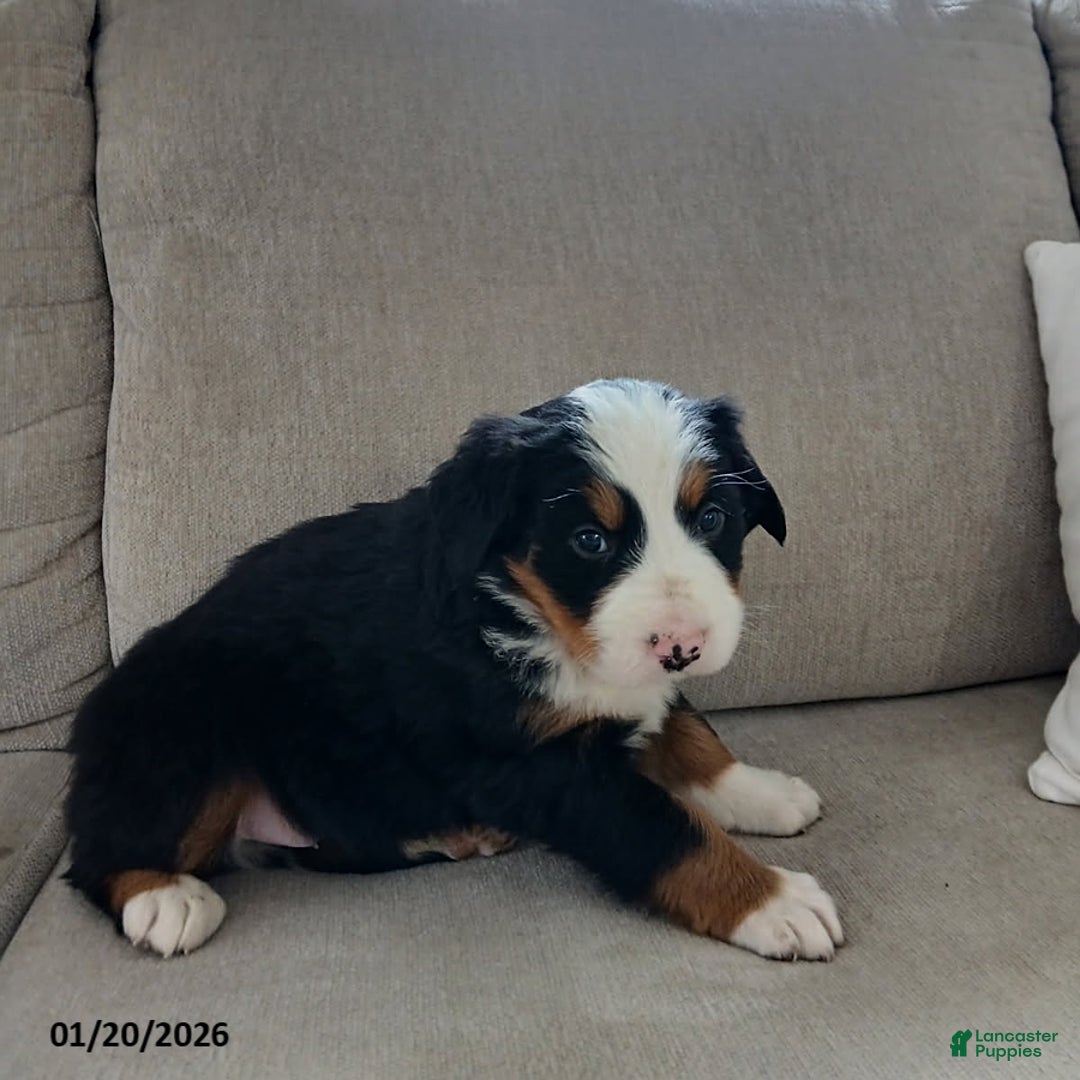 Bernese Mountain Dog dogs for sale: Grant - Ad 2