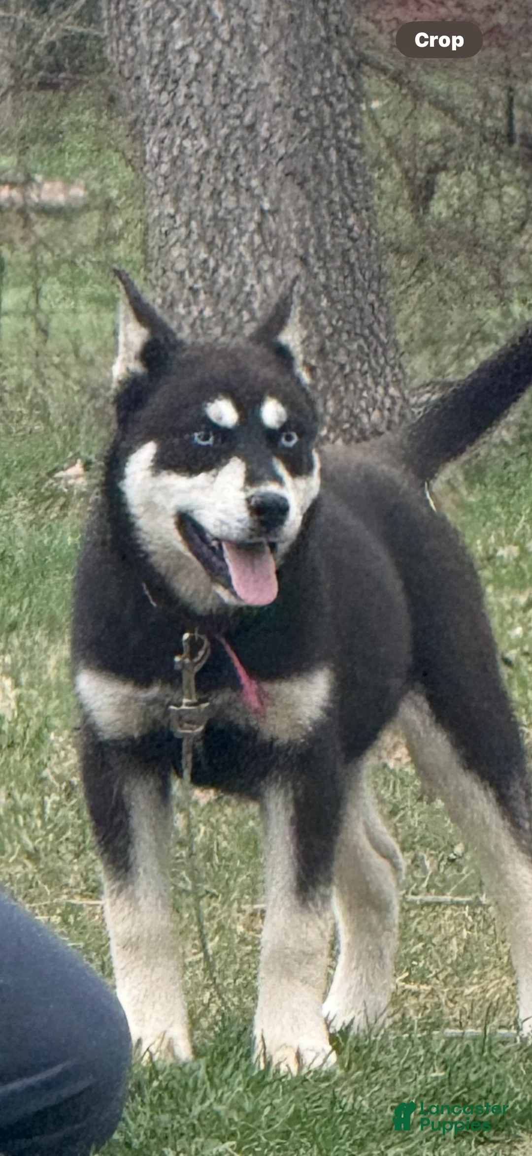 Siberian Husky dogs for sale: Bear - Ad 2