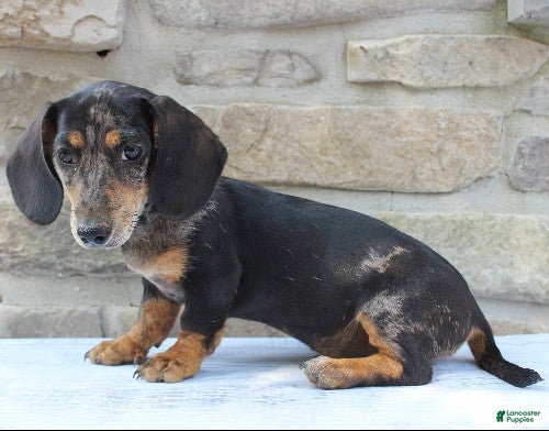 Miniature Dachshund dogs Patrick - Ad 2