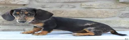 Miniature Dachshund dogs for sale: Patrick - Ad 2