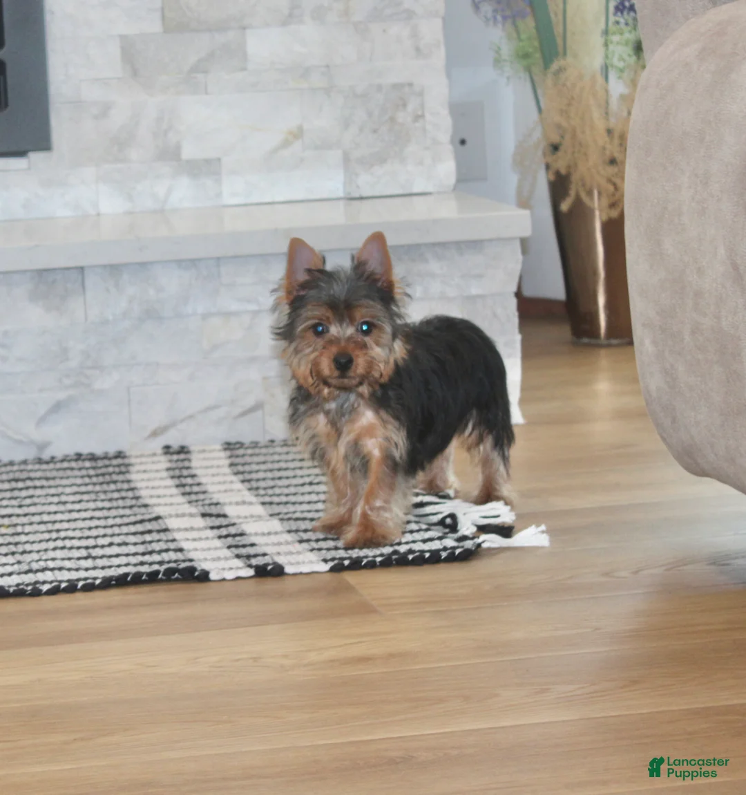 Yorkshire Terrier dogs for sale: Robot - Ad 10