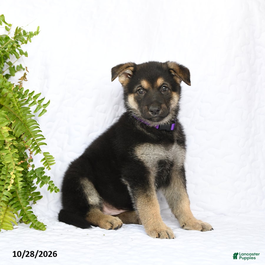 German Shepherd dogs for sale: Reign - Ad 2