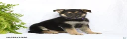 German Shepherd dogs for sale: Reign - Ad 2