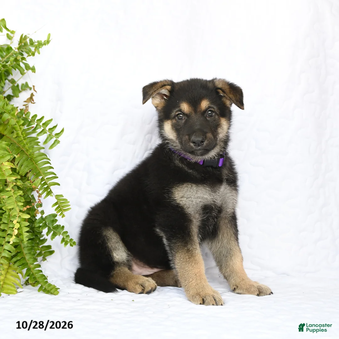 German Shepherd dogs for sale: Reign - Ad 2