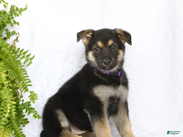 German Shepherd dogs for sale: Reign - Ad 2