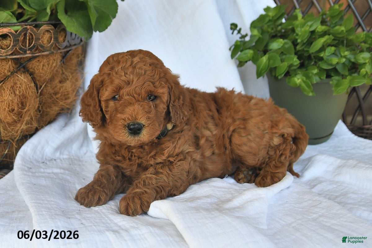 Mini Goldendoodle dogs for sale: Musket - Ad 3