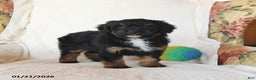 Mini Bernedoodle dogs for sale: Robin - Ad 4