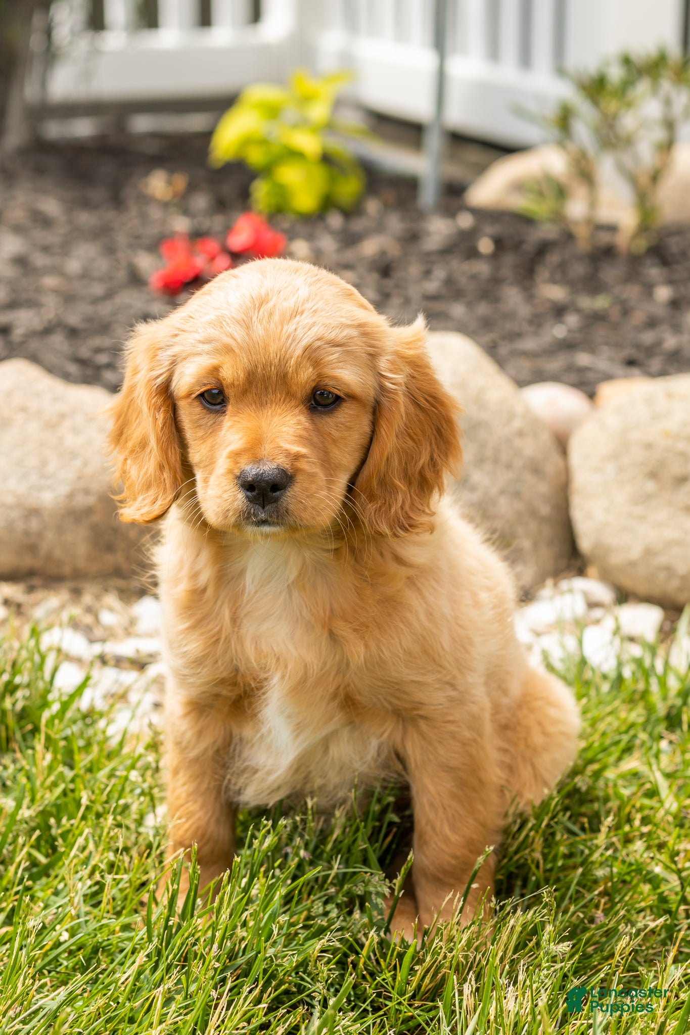 Mixed Breed dogs Bella  - Ad 30