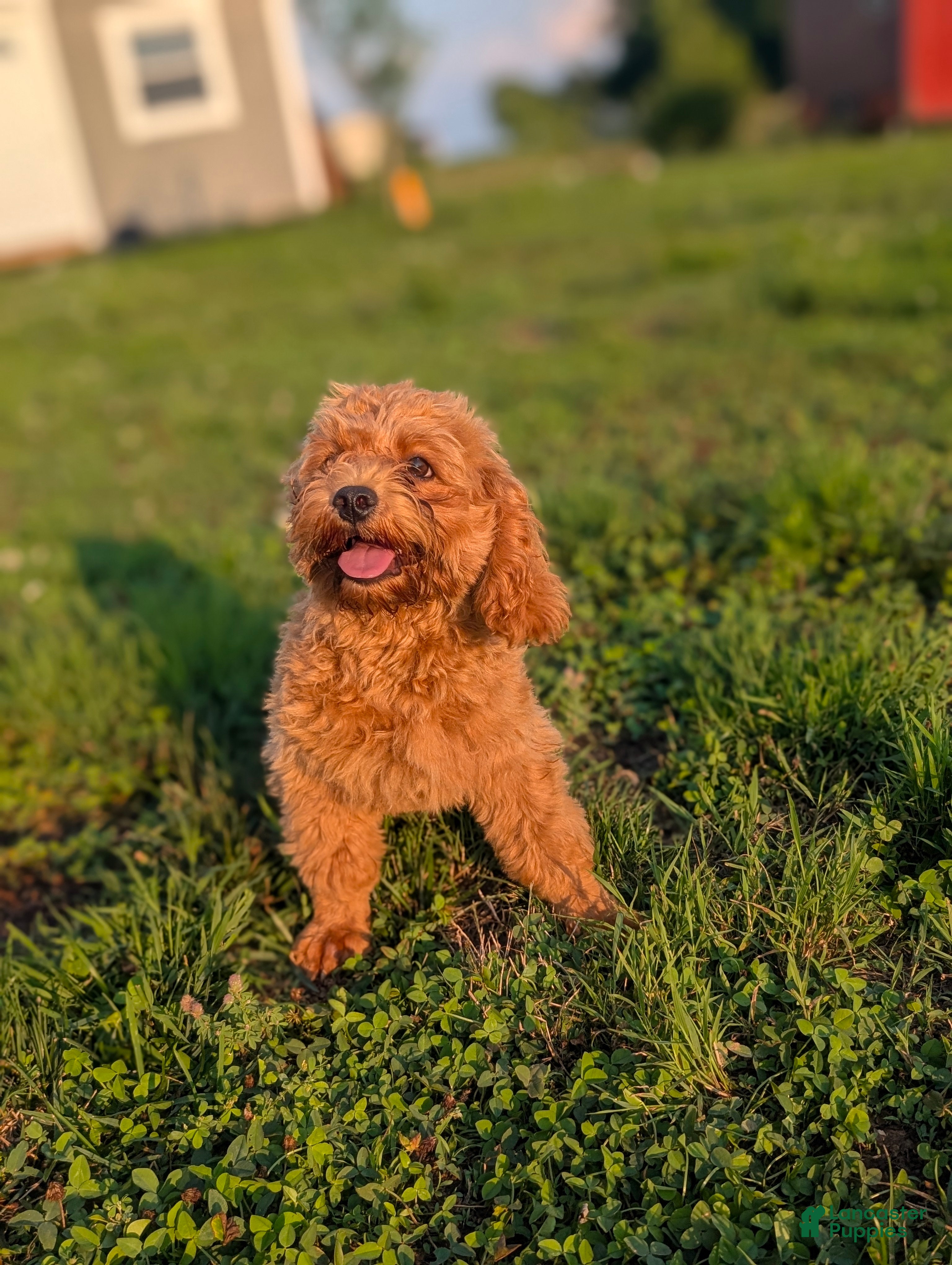 Maltipoo dogs Jack - Ad 28