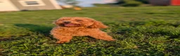 Maltipoo dogs for sale: Jack - Ad 1
