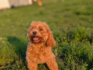 Maltipoo dogs Jack - Ad 28