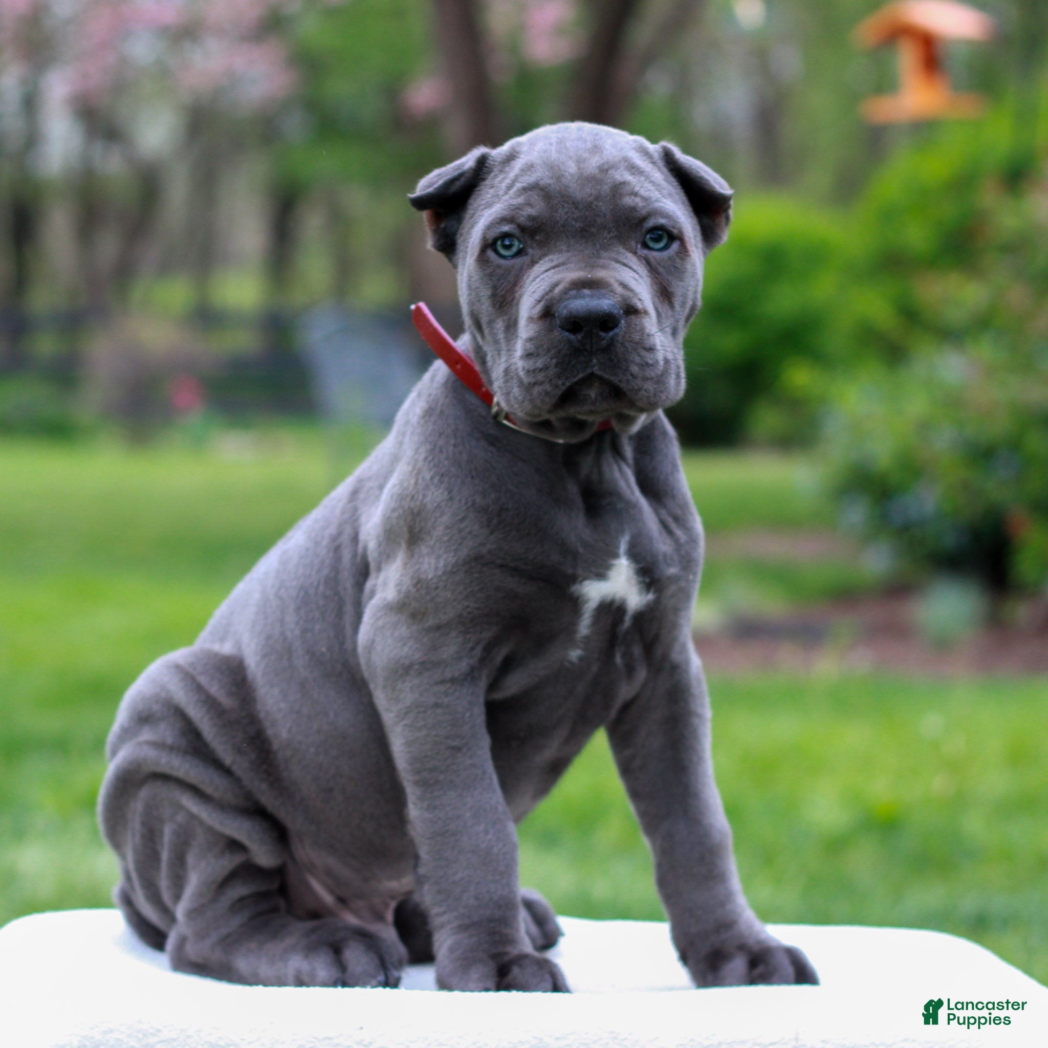 Cane Corso dogs for sale: Felix  - Ad 2