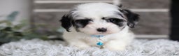 Maltipoo dogs for sale: Sapphire - Ad 4