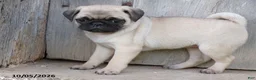 Pug dogs for sale: Daisy - Ad 2