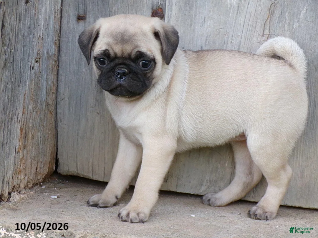 Pug dogs for sale: Daisy - Ad 2