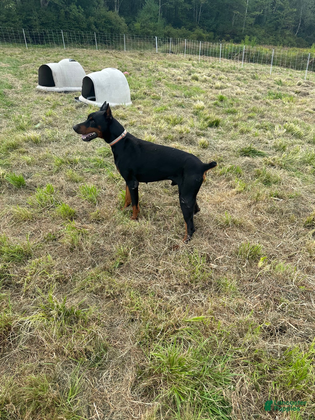 Doberman Pinscher dogs for stud: RIPP  - Ad 5
