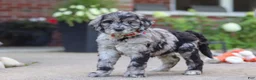 Newfypoo dogs for sale: Simon - Ad 3