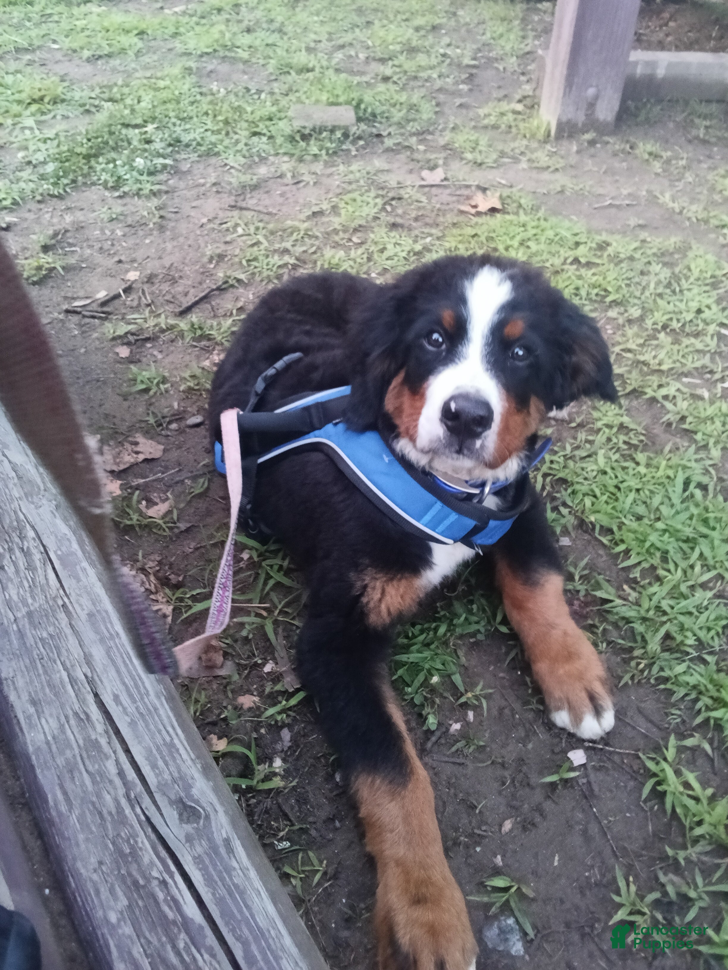 Bernese Mountain Dog dogs for sale: Bernese Mountain Dog 1 - Ad 1