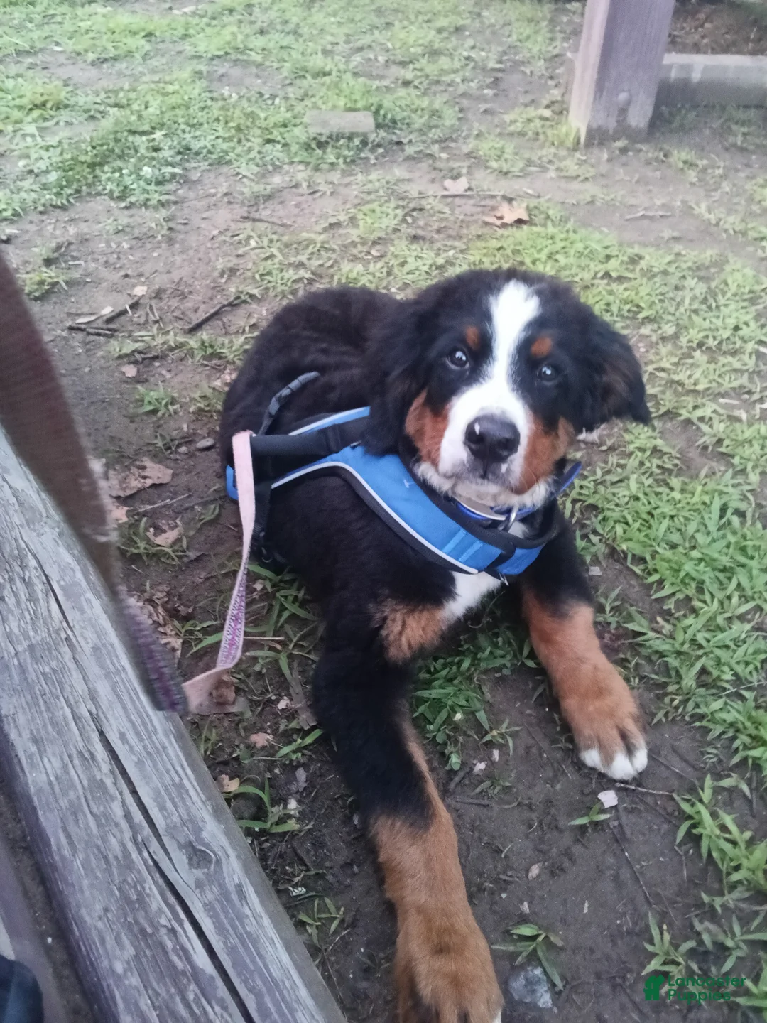 Bernese Mountain Dog dogs for sale: Bernese Mountain Dog 1 - Ad 1