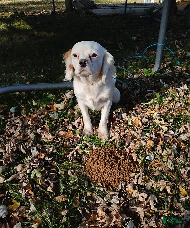 Mixed Breed dogs for sale: Petey - Ad 1