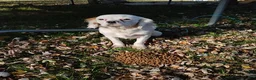 Mixed Breed dogs for sale: Petey - Ad 1