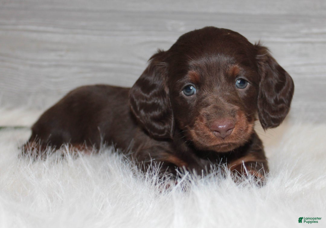Dachshund dogs for sale: Benson - Ad 3