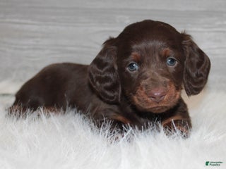 Dachshund dogs Benson - Ad 35