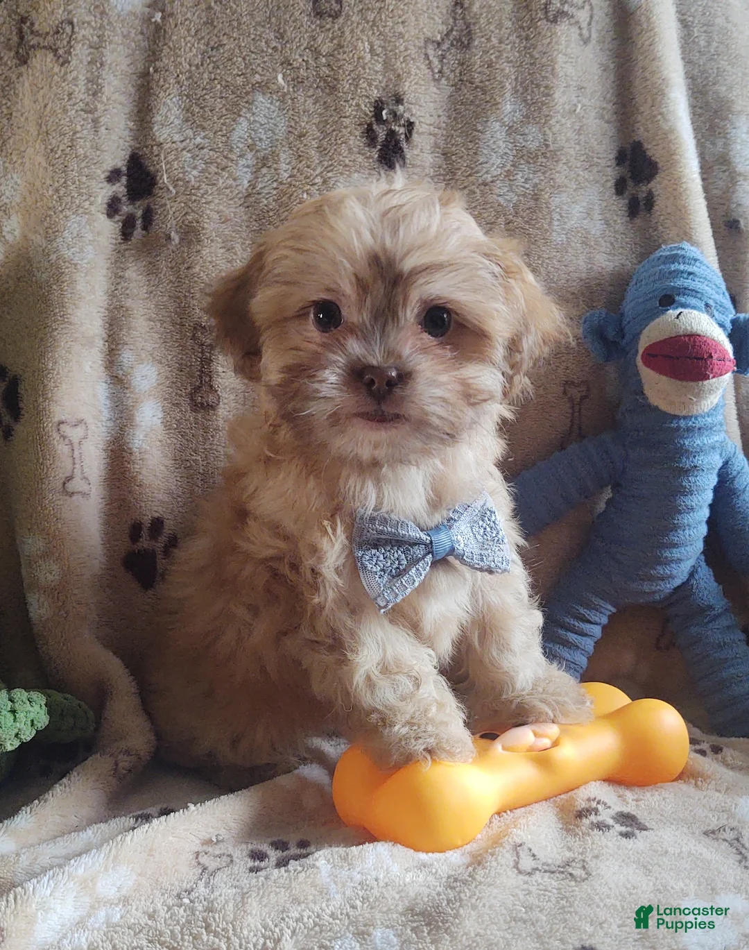 Shihpoo dogs for sale: hambone - Ad 5