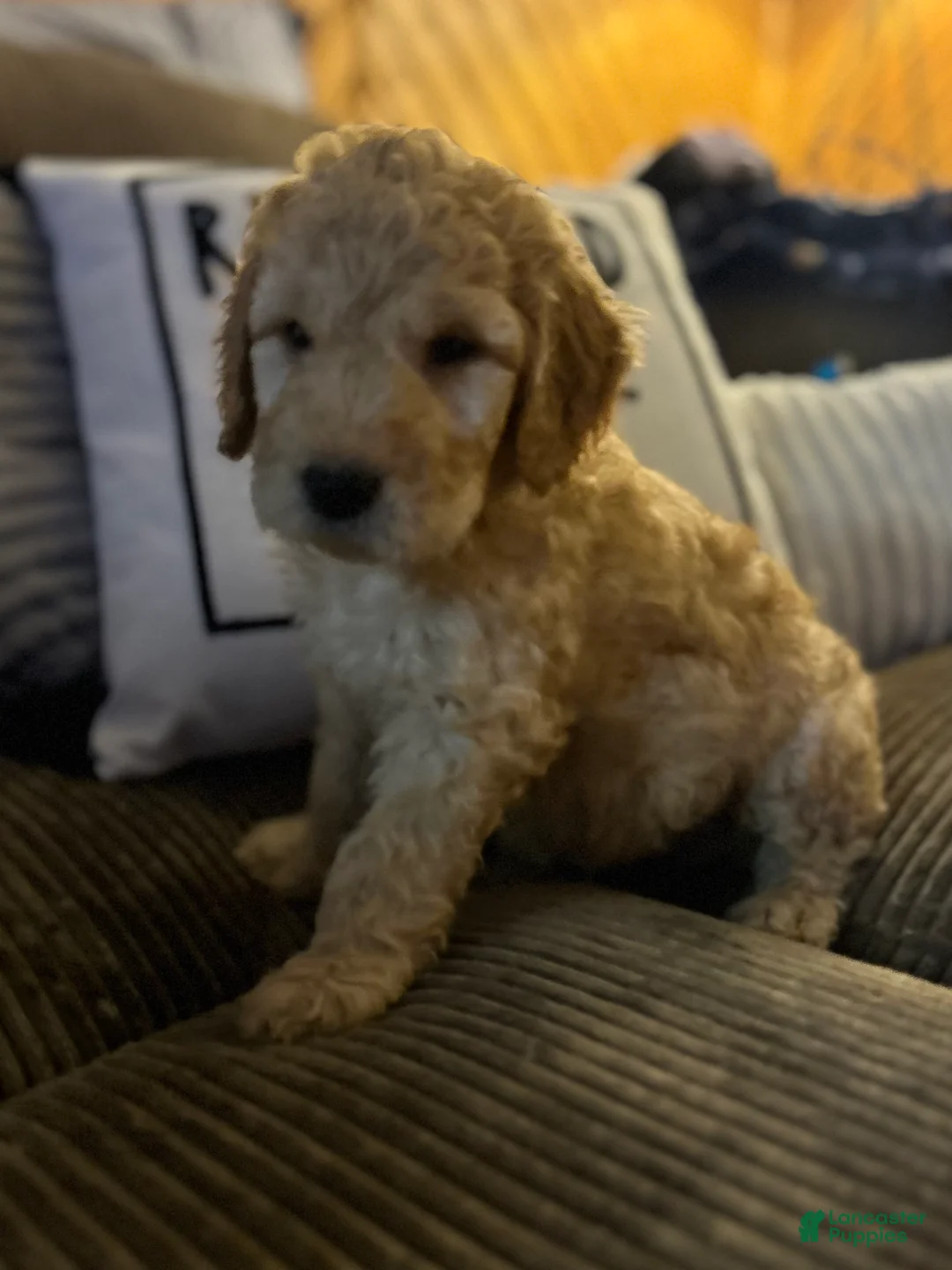 Goldendoodle dogs for sale: Goldendoodle Puppy 6 - Ad 2