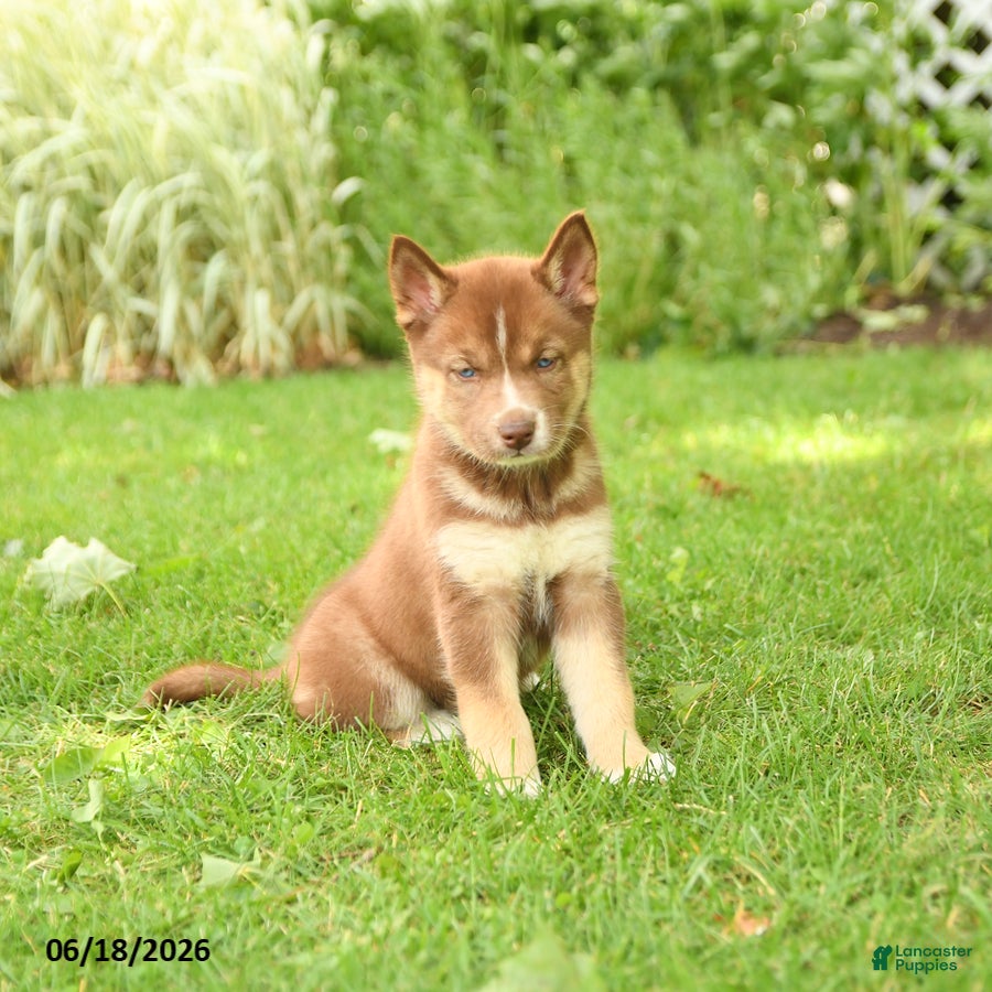 Siberian Husky dogs Heather - Ad 2
