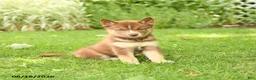 Siberian Husky dogs for sale: Heather - Ad 2