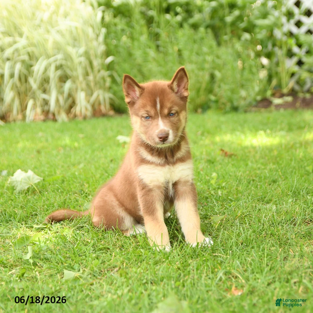 Siberian Husky dogs for sale: Heather - Ad 2