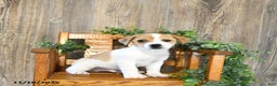 Jack Russell Terrier dogs for sale: Parker - Ad 1
