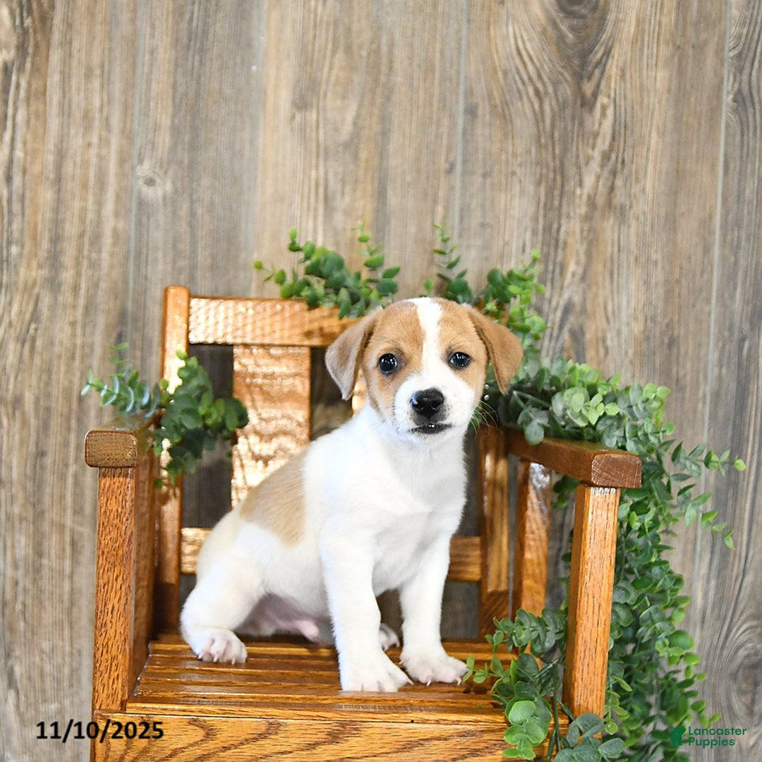 Jack Russell Terrier dogs for sale: Parker - Ad 1