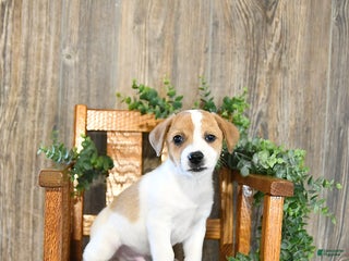 Jack Russell Terrier dogs Parker - Ad 31