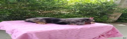 Miniature Dachshund dogs for sale: Jade - Ad 4