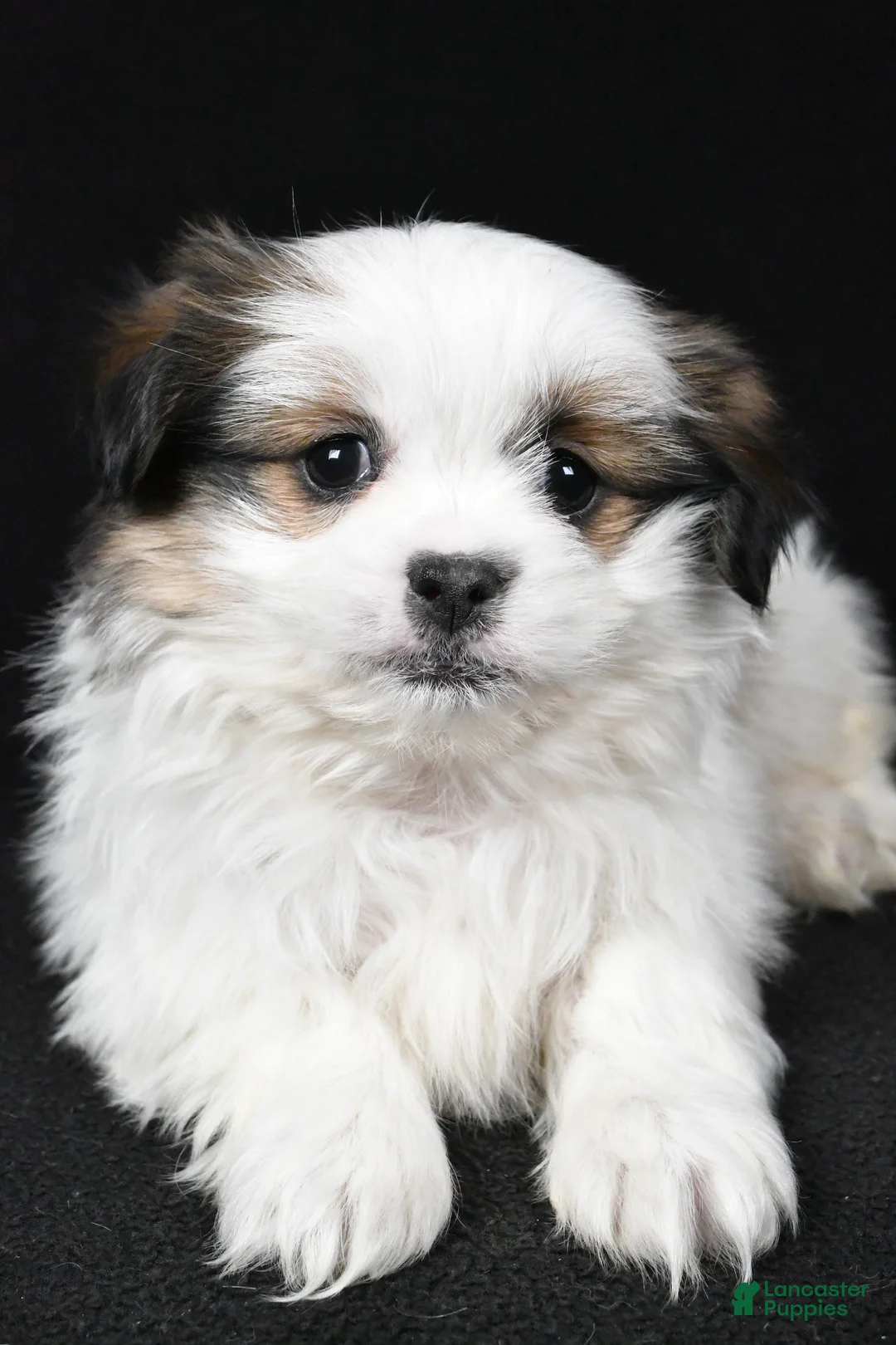 Mixed Breed dogs for sale: Alex - Ad 5