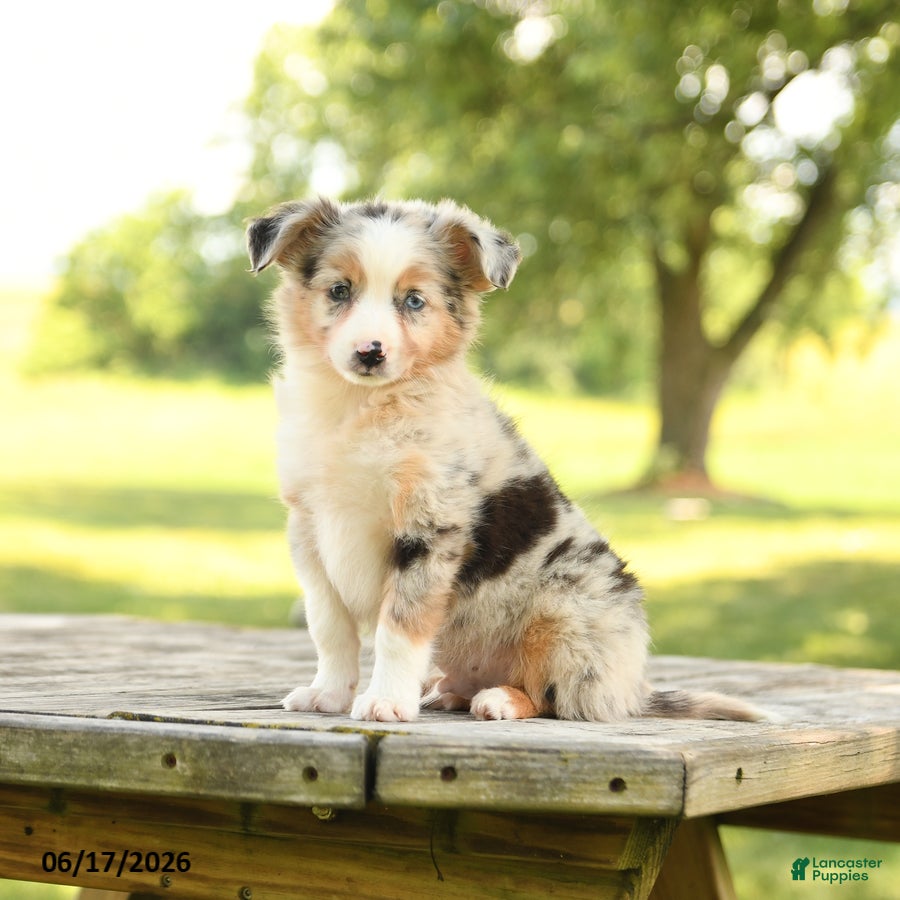 Miniature Australian Shepherd dogs Ranger - Ad 1